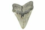 Serrated, Fossil Megalodon Tooth - North Carolina #274764-2